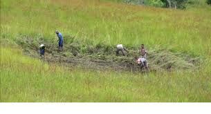 RODI Kenya is Transforming Landscapes Through Foxhole Forestry