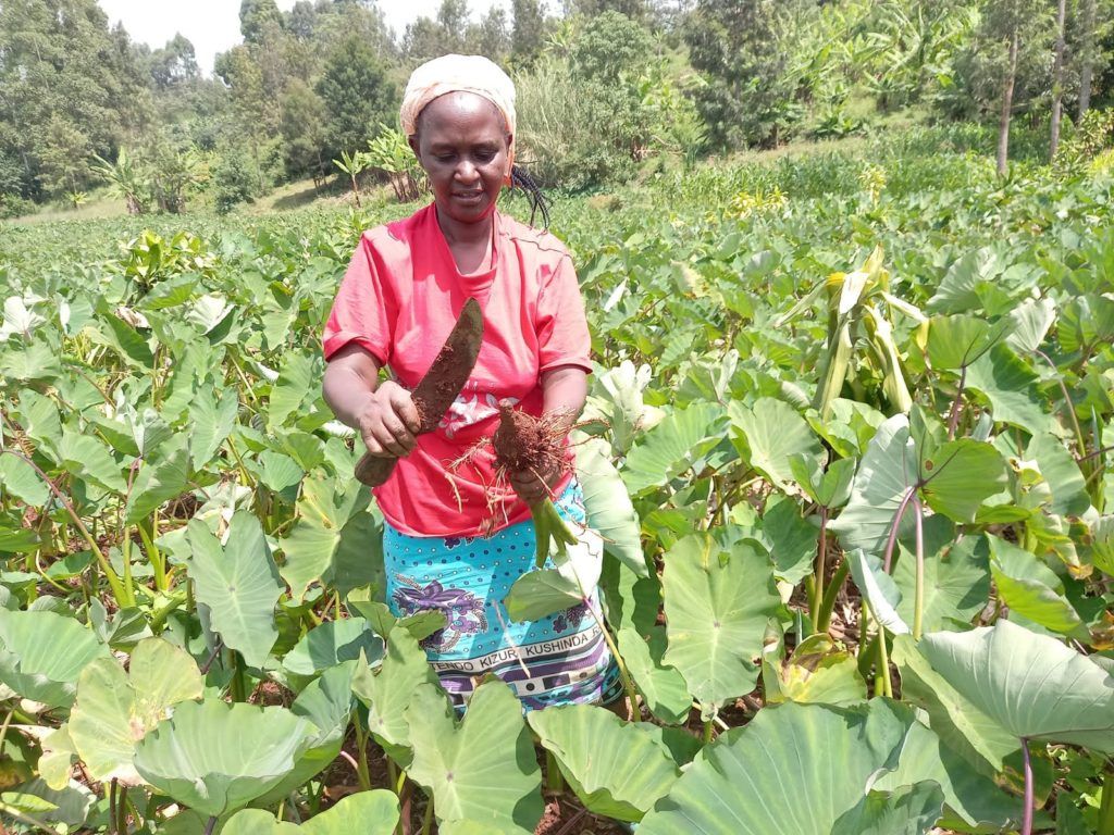 FOOD SECURITY AND AGROECOLOGY .