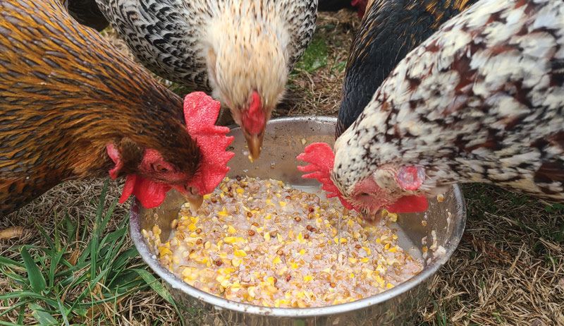 The Ultimate Guide to Fermented Chicken Feed: Boost Poultry Health and Cut Feeding Costs