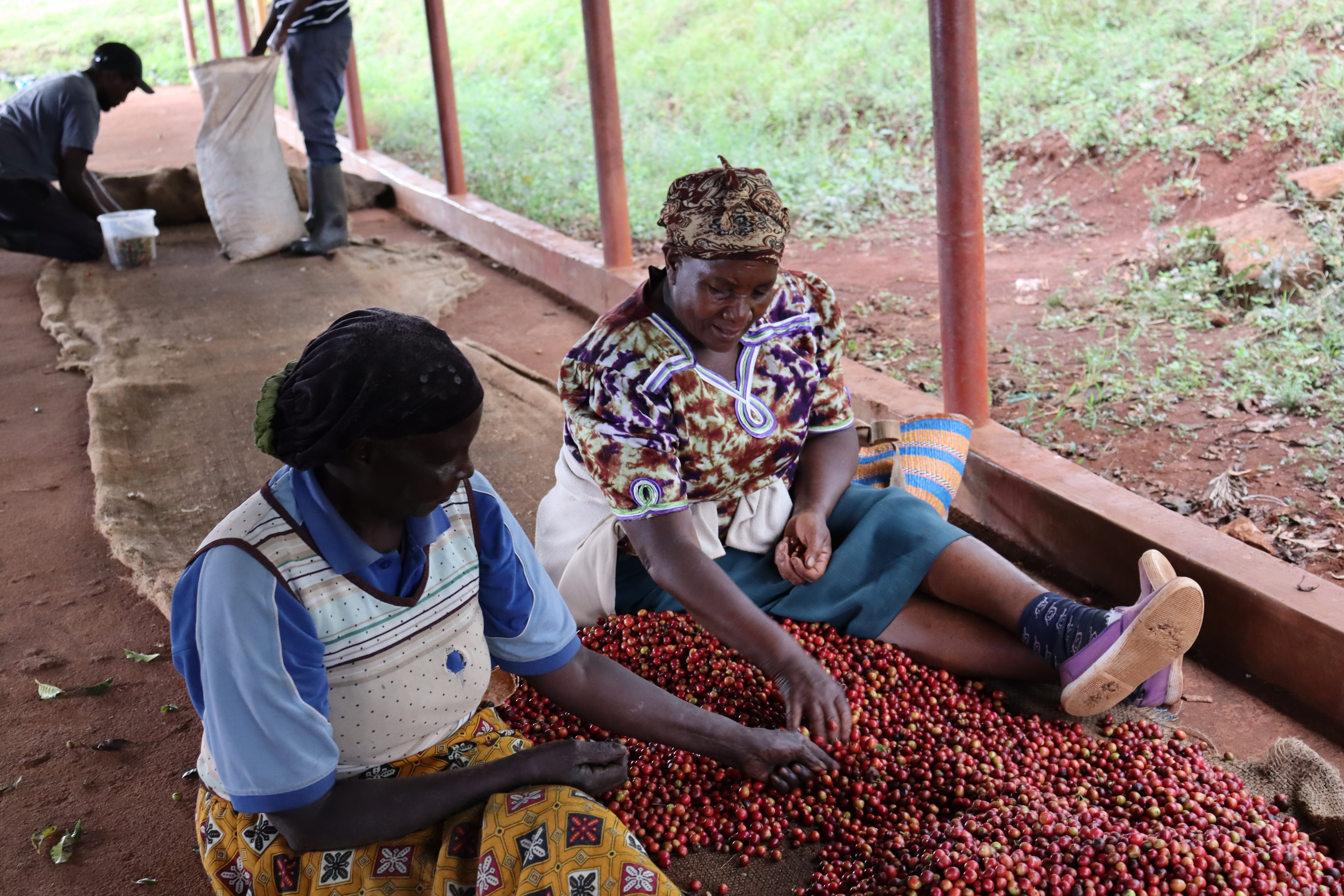Coffee sorting