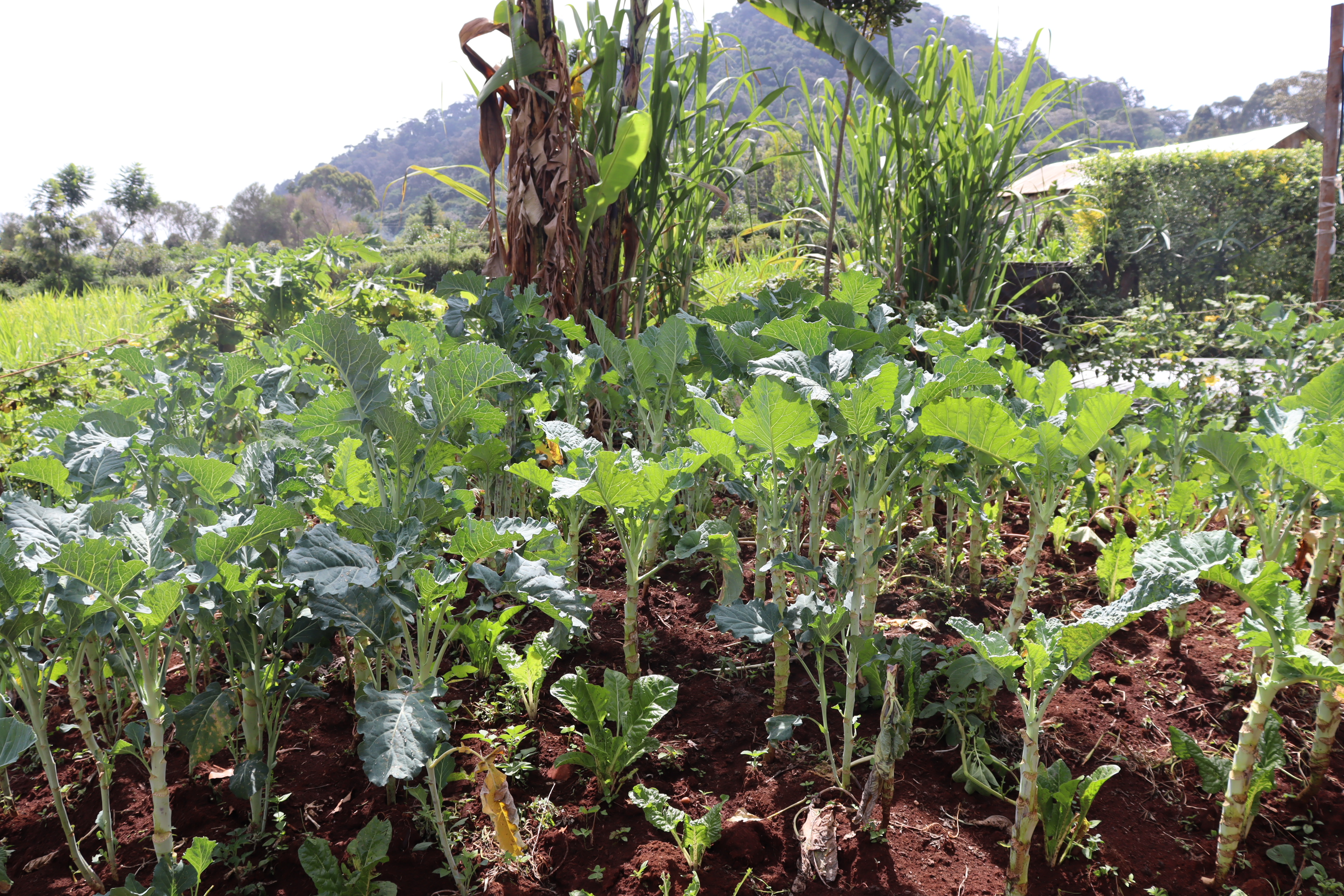 Organic kitchen garden