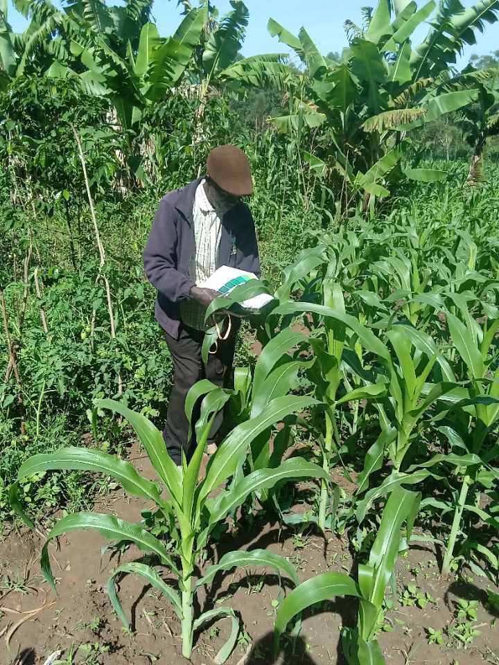 FNR farmer doing colour test to maize plants