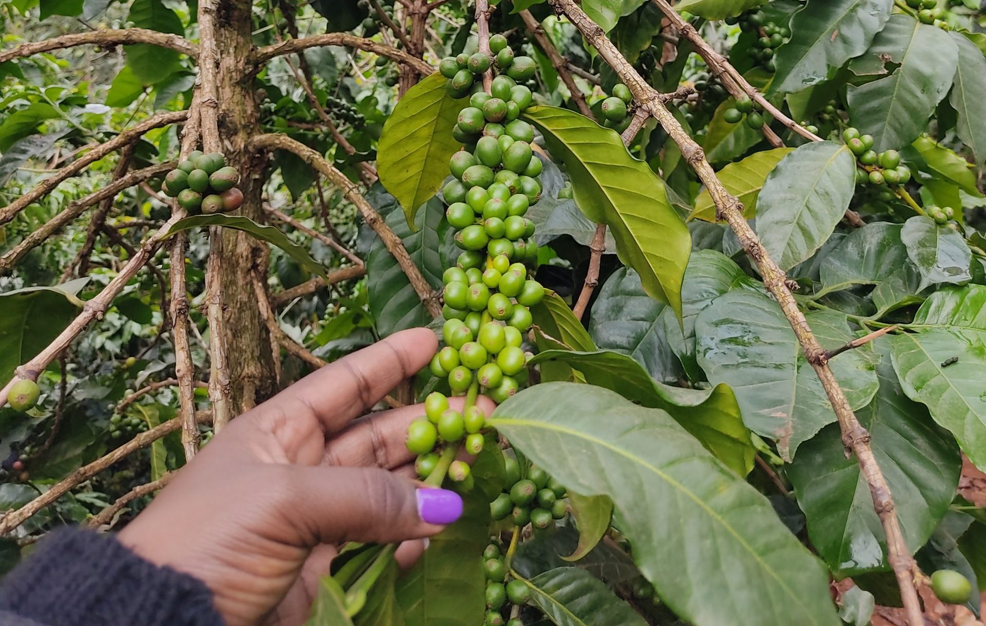 Project for enhancing Livelihood in Coffee Growing Areas( PELCA)